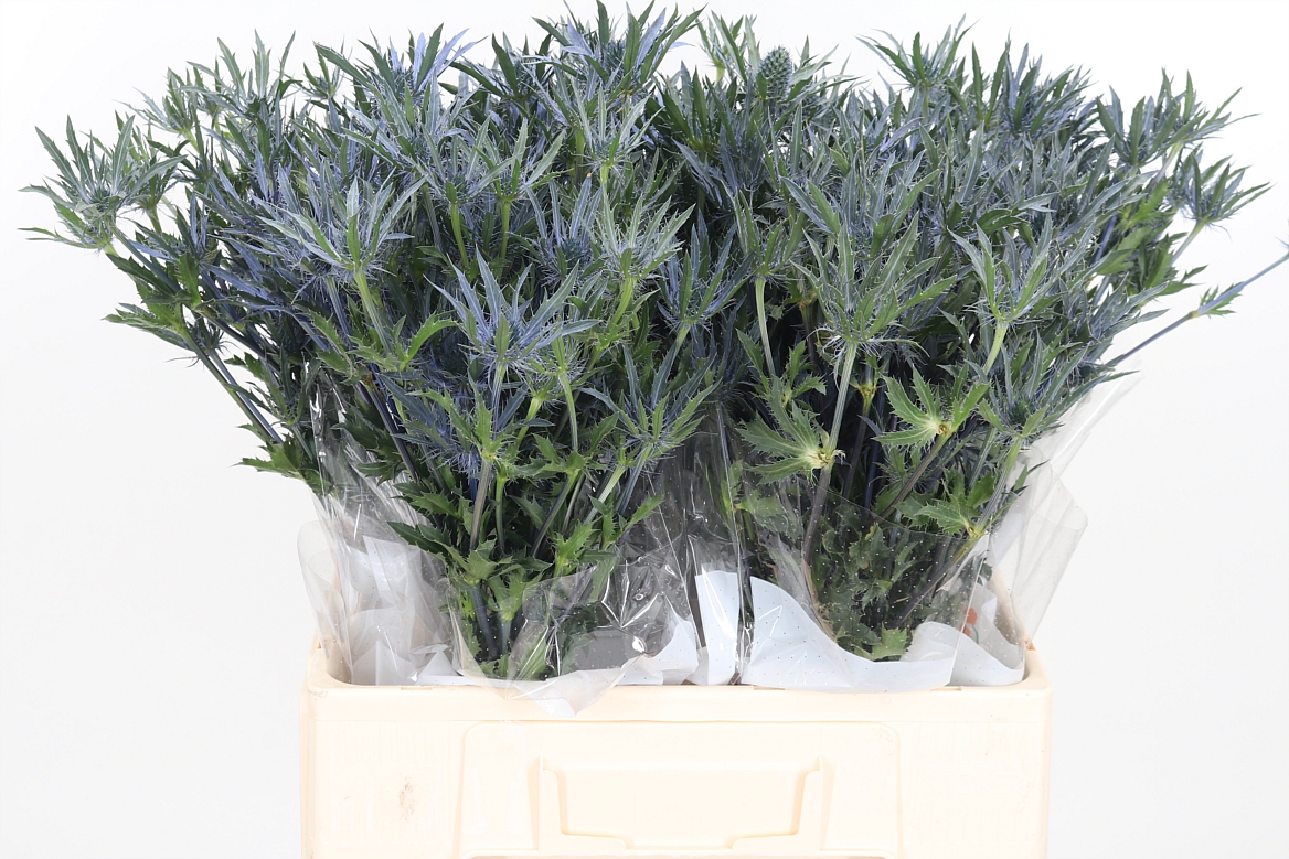 Eryngium Pacific Blue Stripe 60cm