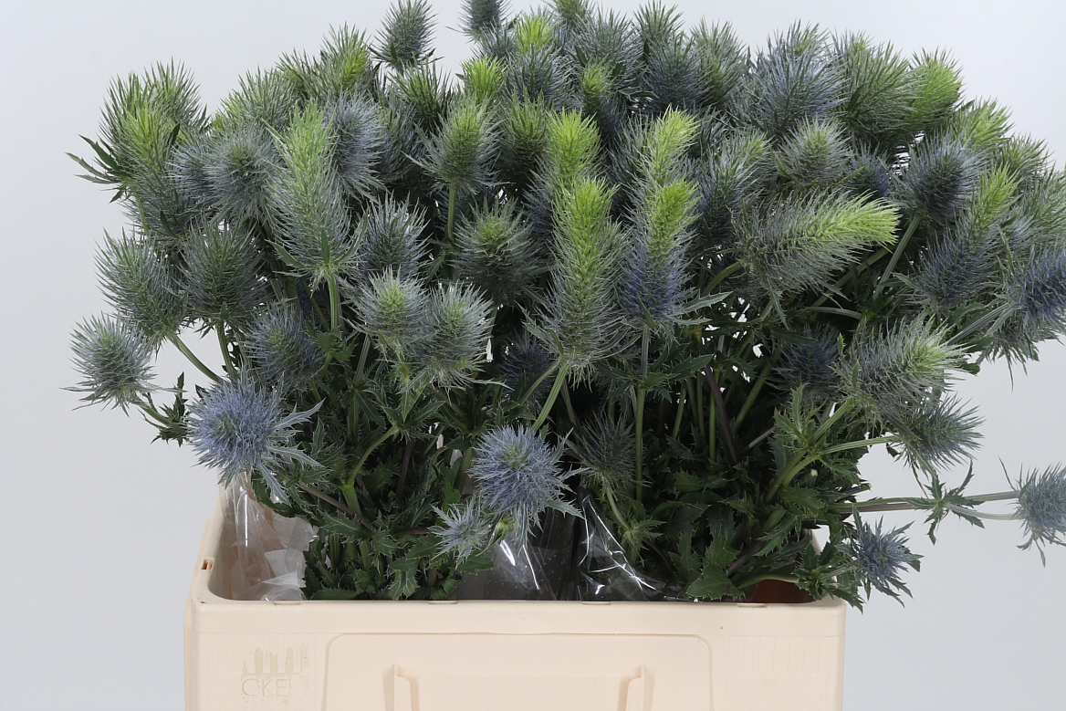 Eryngium Alpinum Pacific Blue Sky 60cm