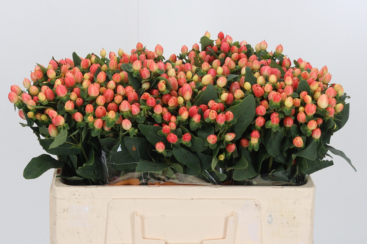 Hypericum Magical Royal Princess 50cm