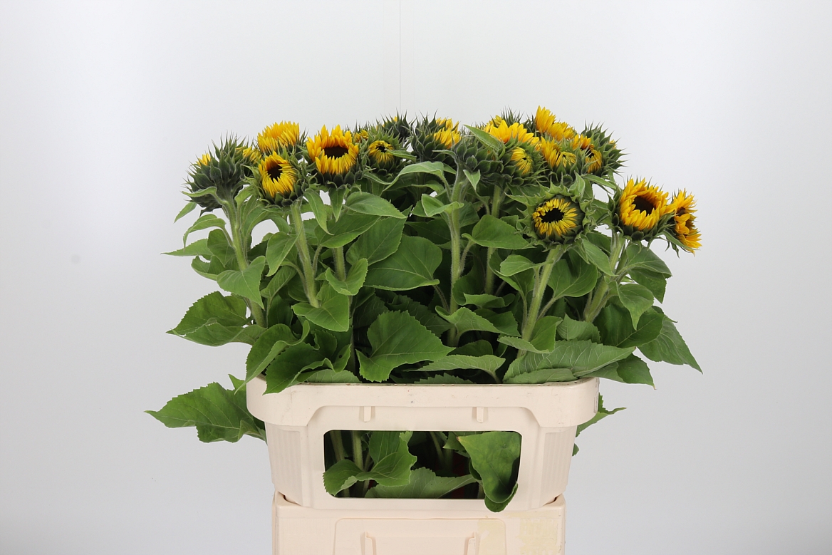 Helianthus Sunrich Orange 80cm