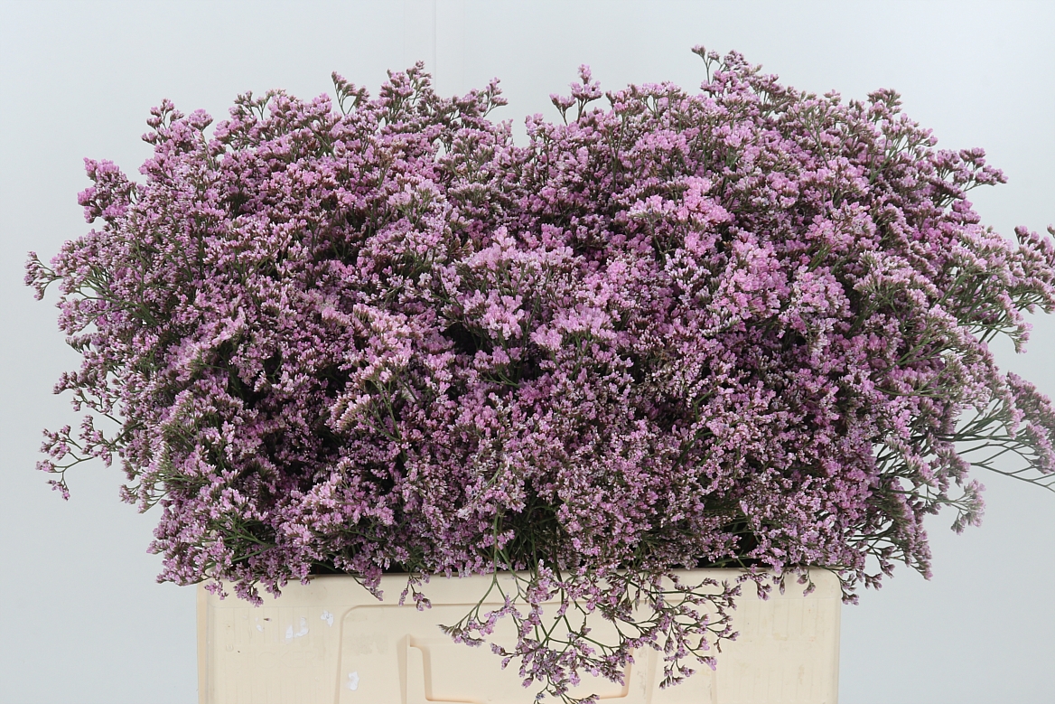Limonium Safora Oshi Pink 60cm 20gr.