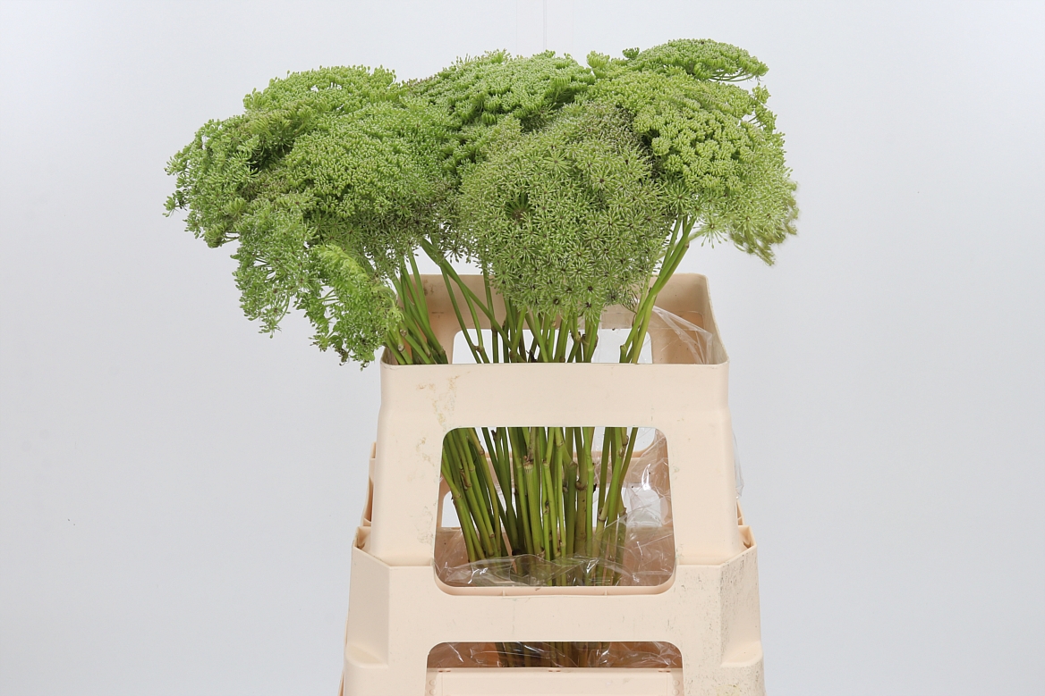 Ammi Visnaga Green Mist 60cm
