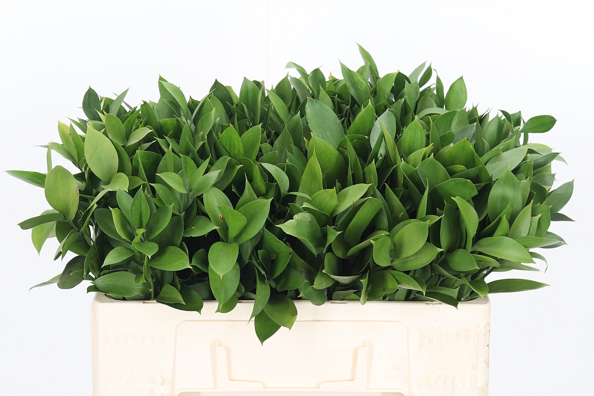 Ruscus Hypophyllum 50cm