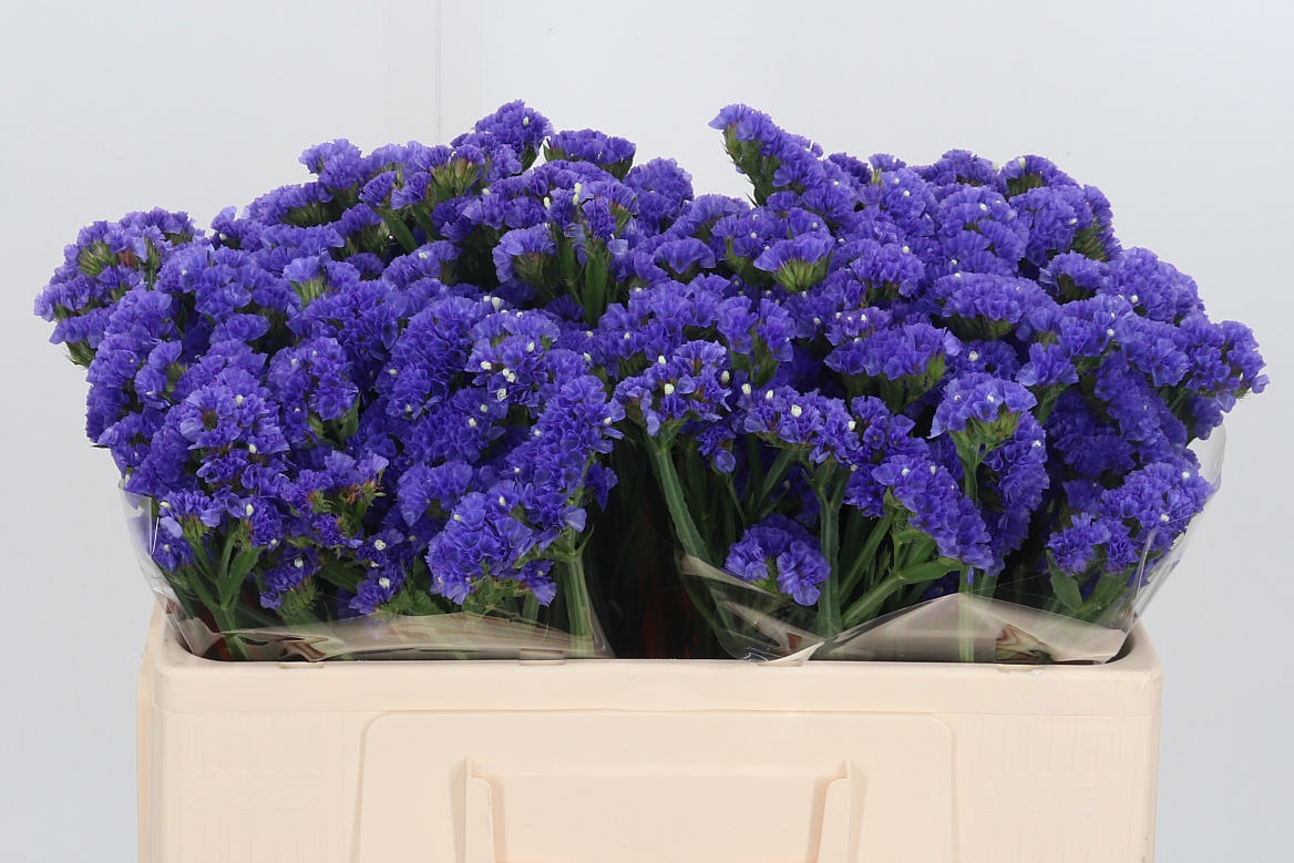 Limonium Sinuatum Pippa Wings 50cm 20gr.