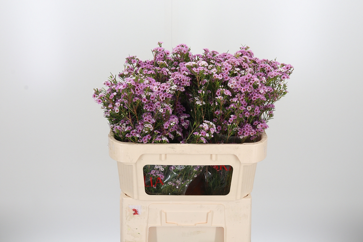 Chamelaucium Giselle 70cm 25gr.