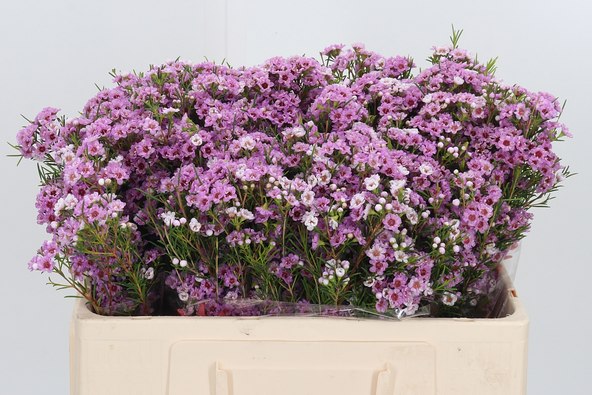 Chamelaucium Giselle 50cm 25gr.