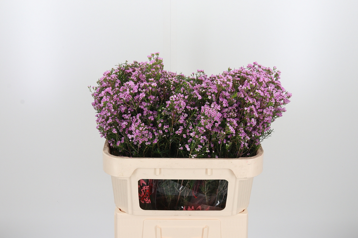 Chamelaucium Pirouette 70cm 25gr.