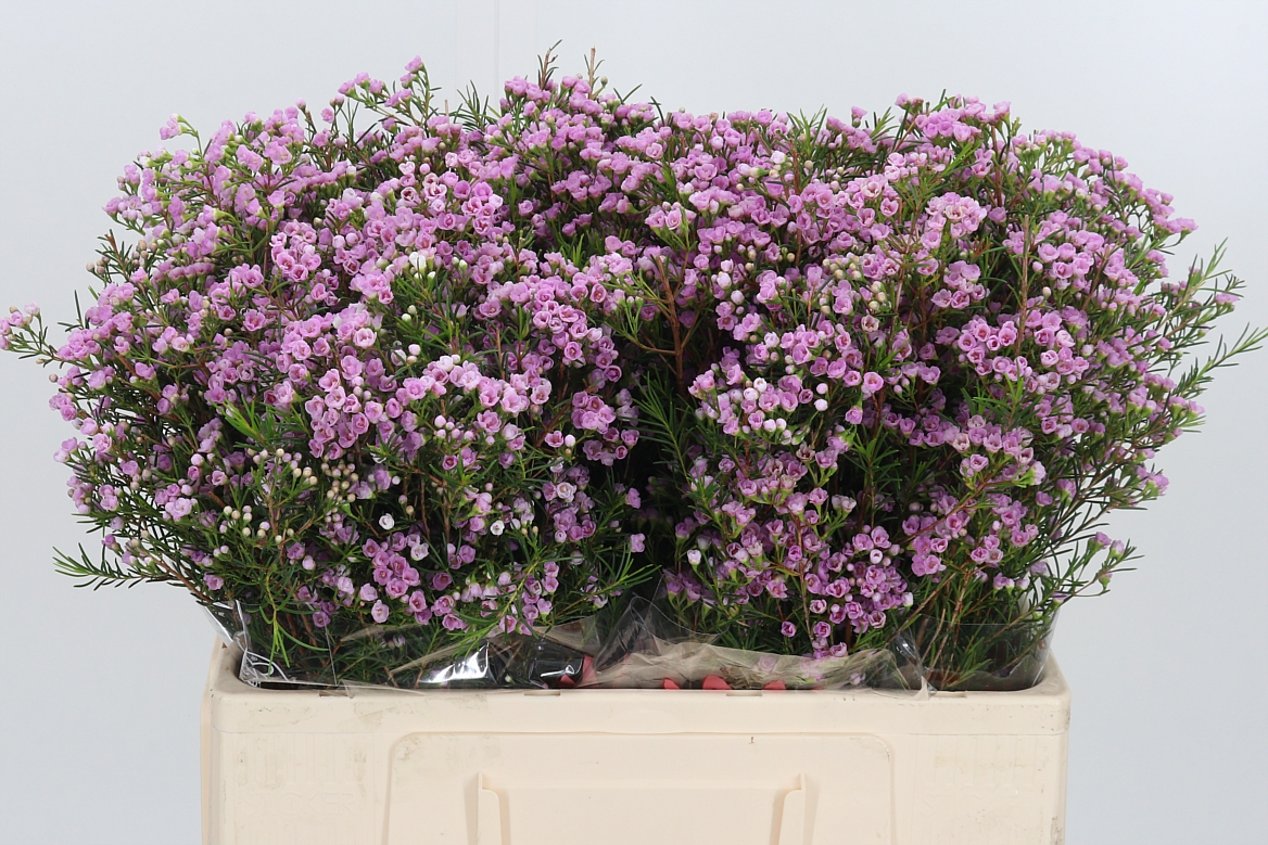 Chamelaucium Pirouette 55cm 20gr.