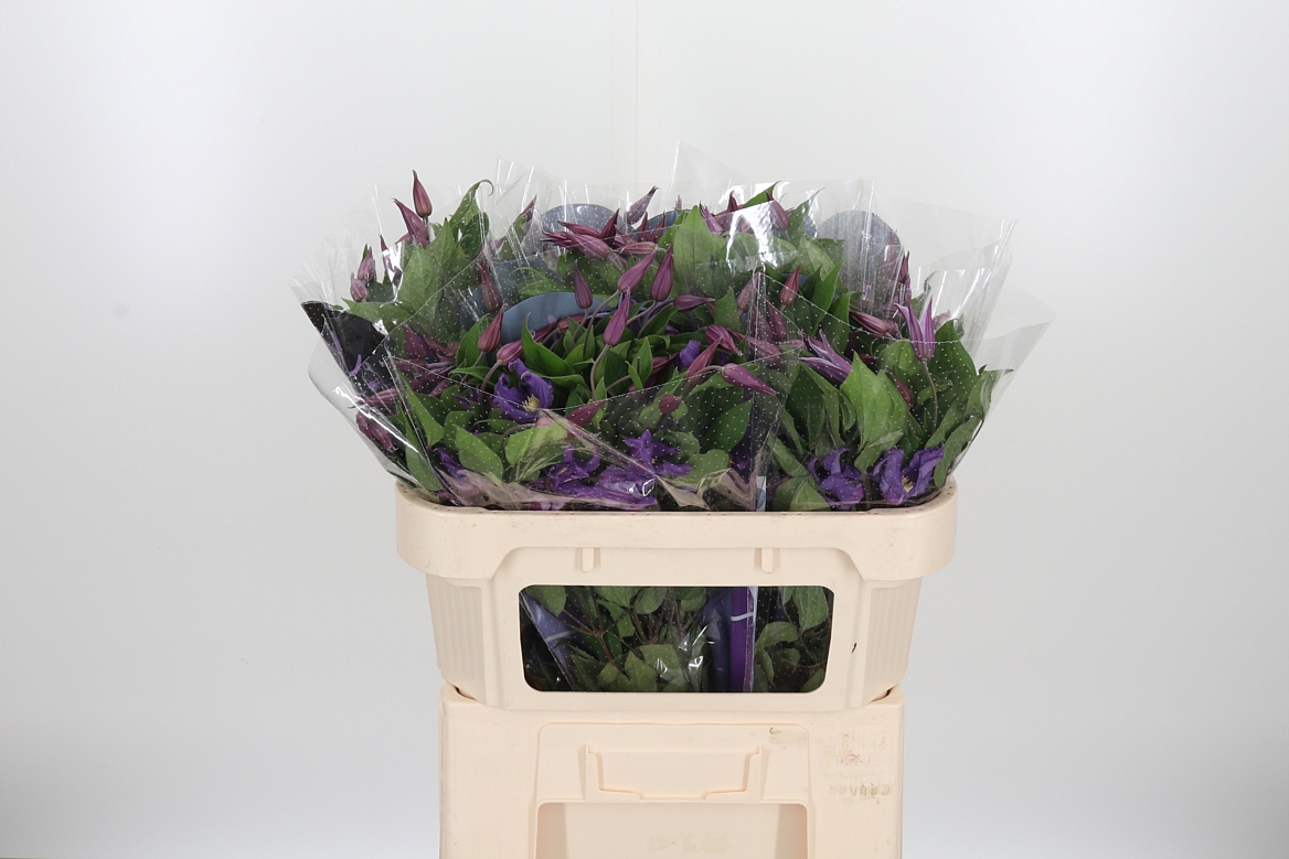 Clematis Amazing Rome 70cm