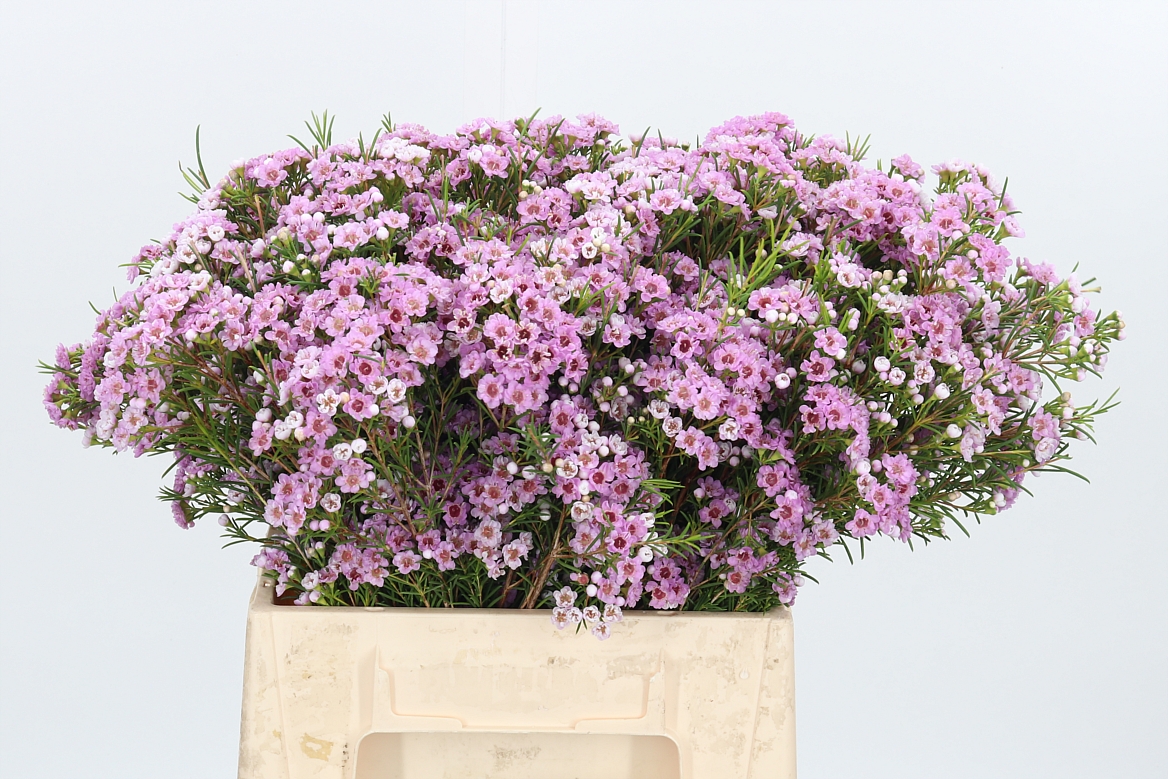 Chamelaucium Giselle 40cm 15gr.