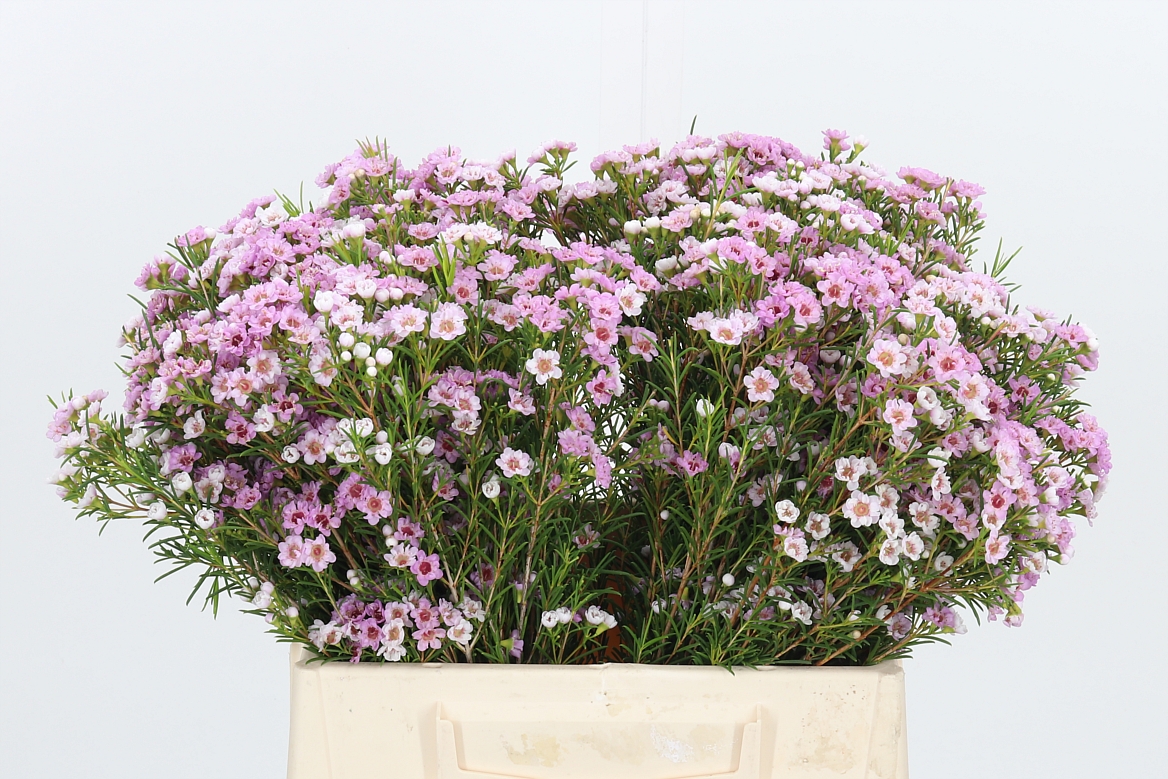 Chamelaucium Giselle 40cm 10gr.