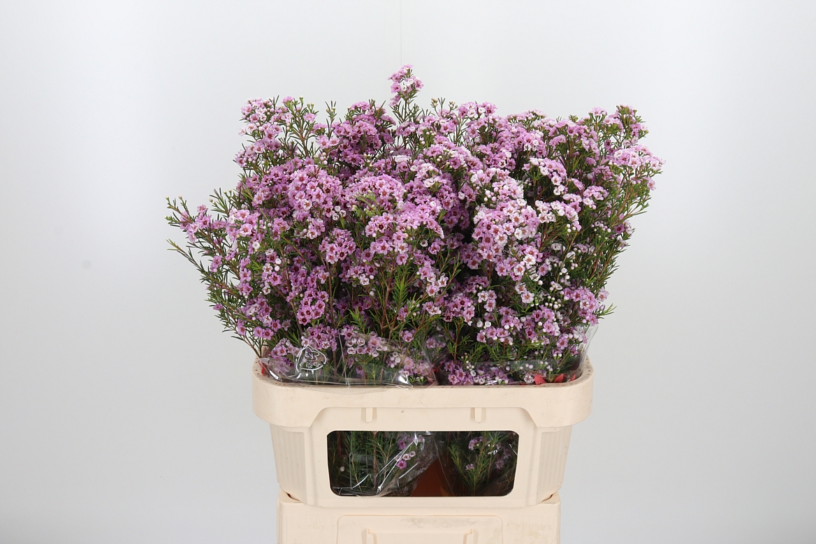 Chamelaucium Giselle 80cm 55gr.