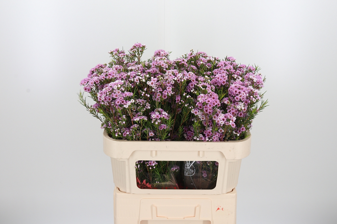 Chamelaucium Giselle 70cm 55gr.