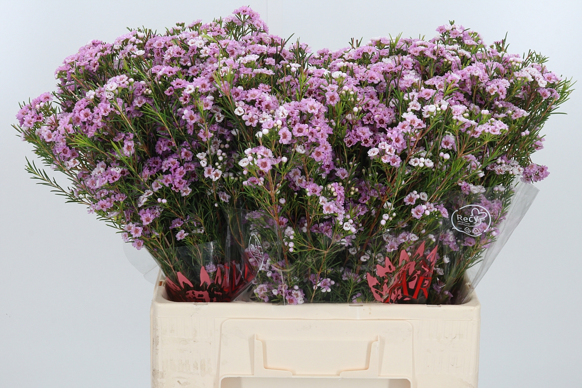 Chamelaucium Giselle 60cm 25gr.