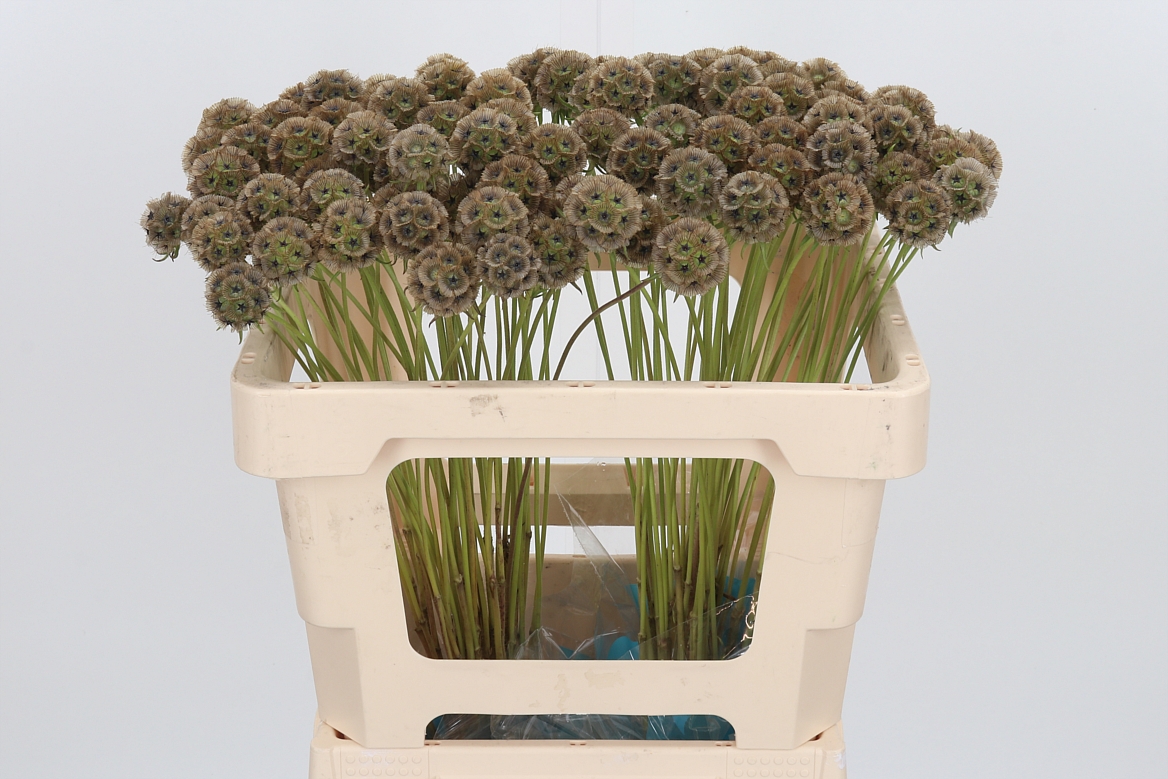 Scabiosa Stellata 50cm