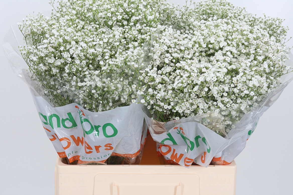 Gypsophila Paniculata Zinzi Discovery 60cm 10gr.