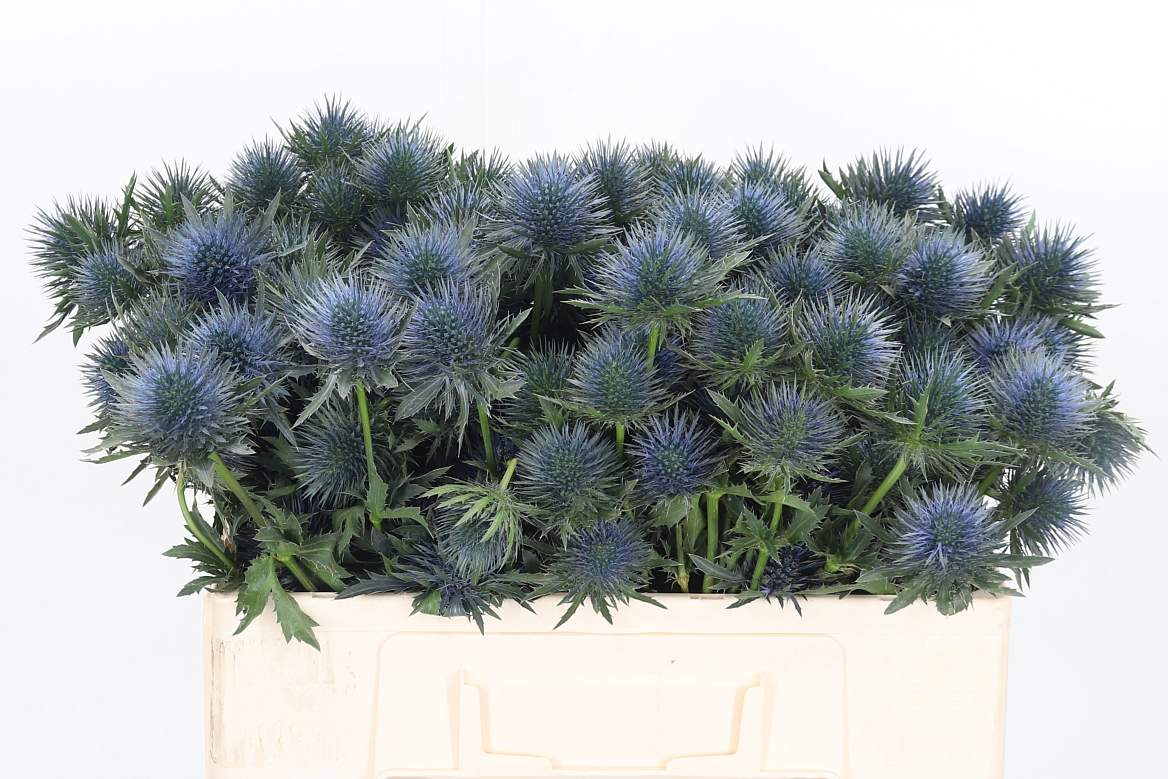 Eryngium Magnetar 50cm