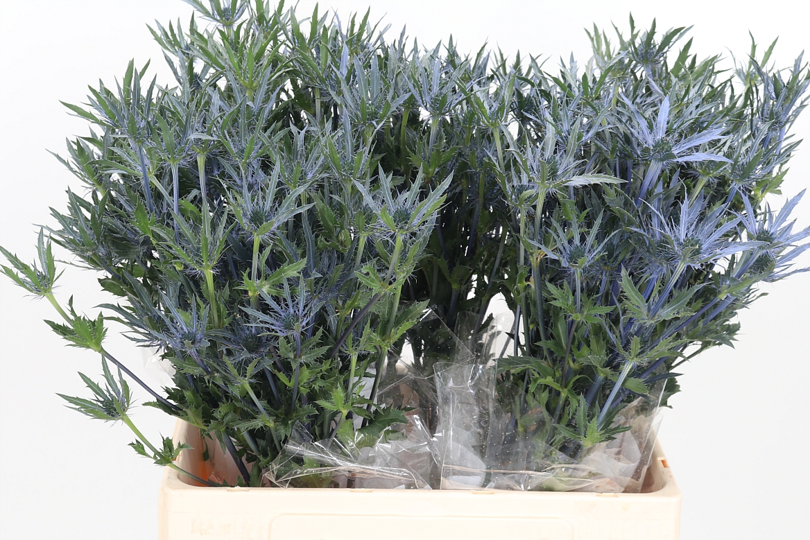 Eryngium Pacific Blue Stripe 60cm