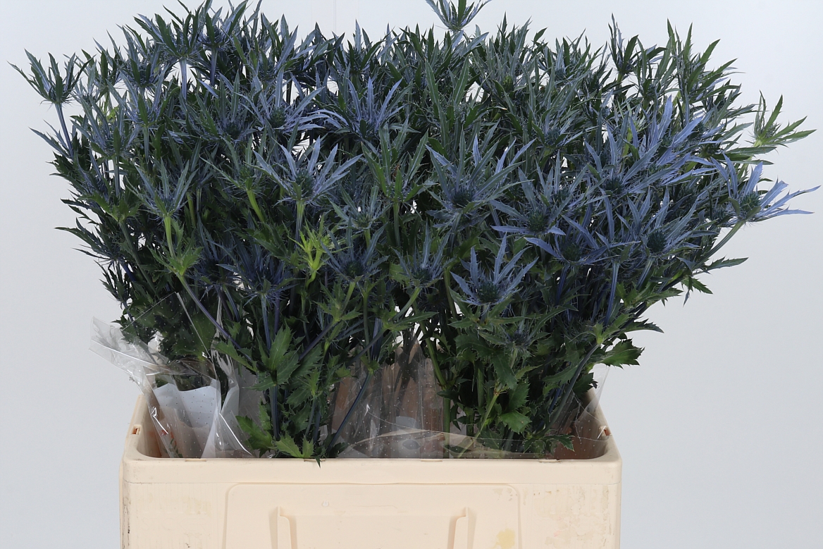 Eryngium Pacific Blue Stripe 60cm