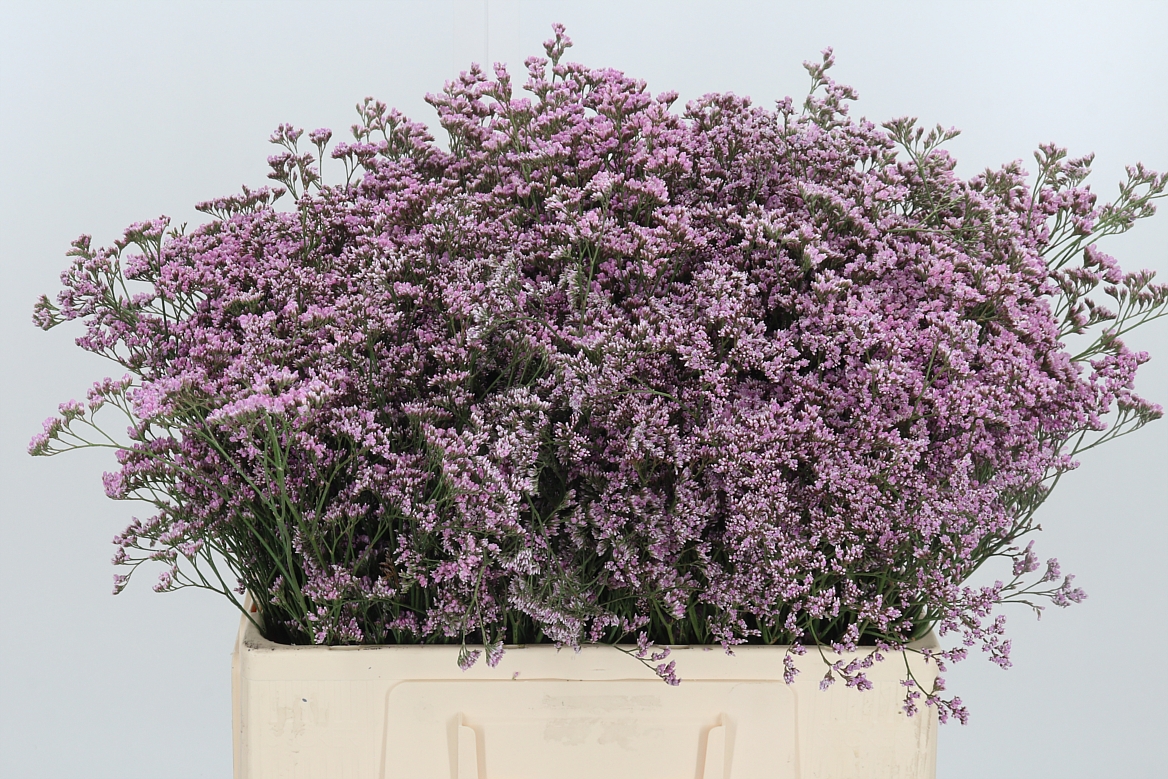 Limonium Safora Oshi Pink 60cm 20gr.