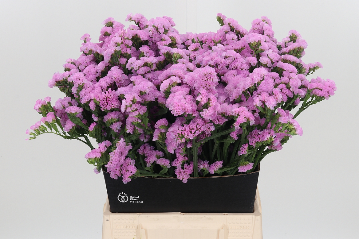 Limonium Sinuatum Rosella Sun Birds 50cm 25gr.