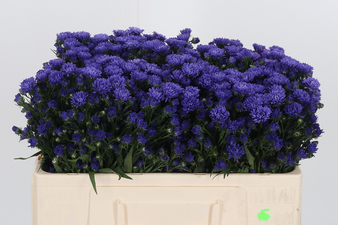Aster Astee Dark Milka 50cm 15gr.