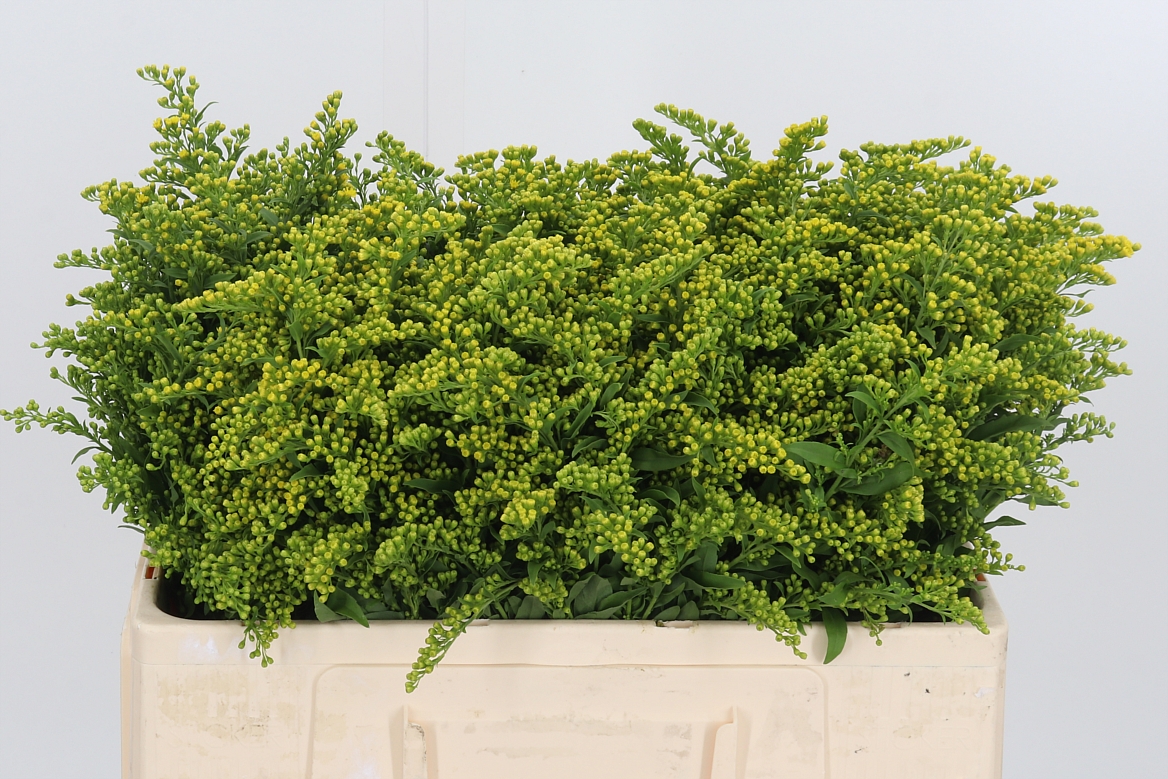 Solidago Carzan Glory 50cm 15gr.