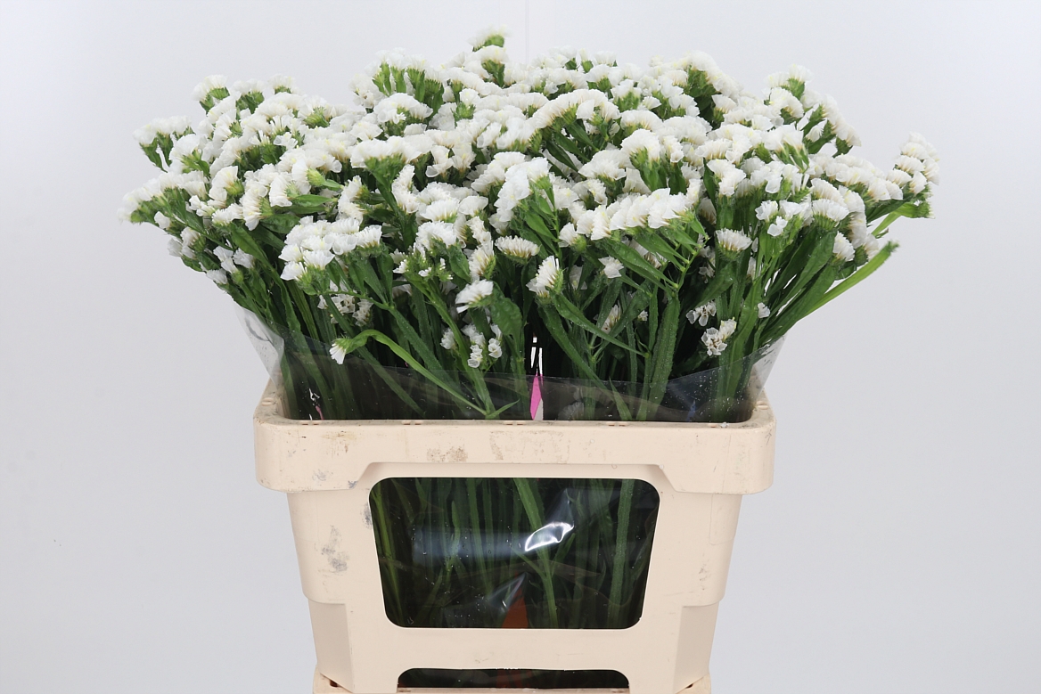 Limonium Sinuatum White Starlight Wings 60cm 25gr.
