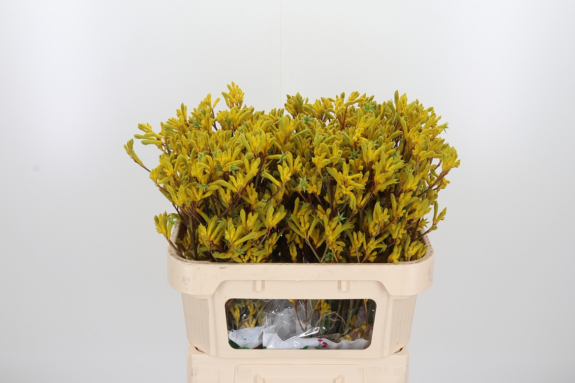 Anigozanthos Yellow Gem 70cm