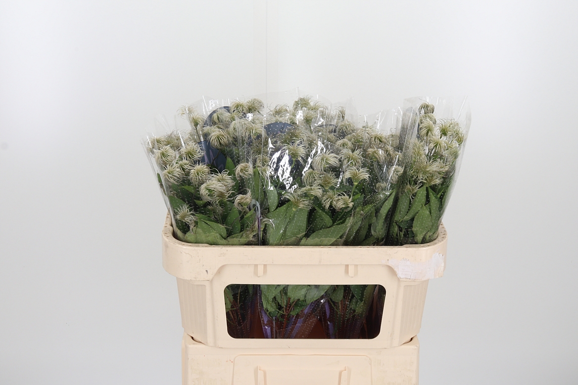 Clematis Amazing Kibo 70cm