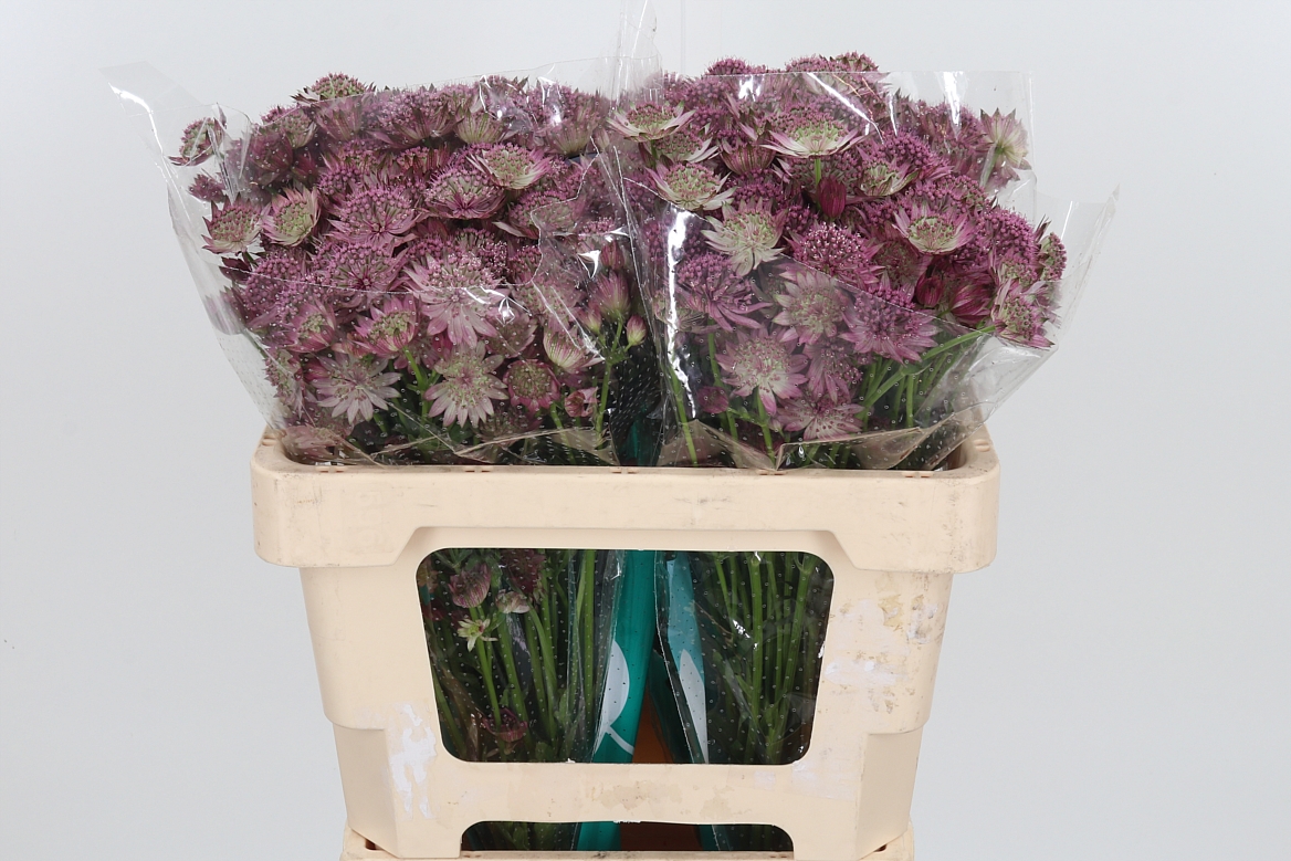 Astrantia Roma 50cm