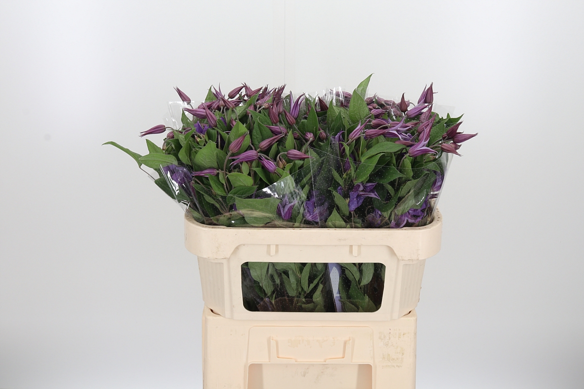 Clematis Amazing Rome 70cm