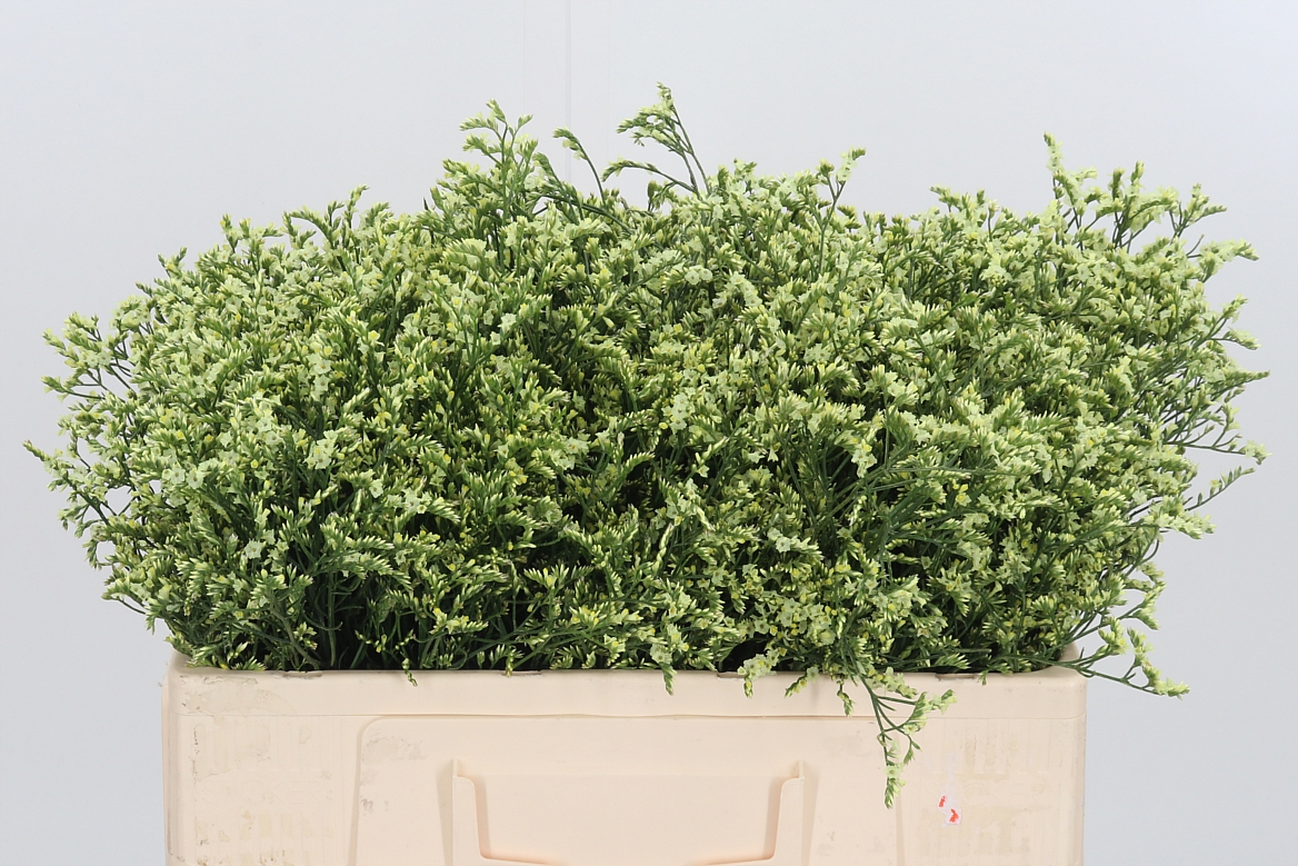 Limonium Sinense China Lemon 50cm 10gr.