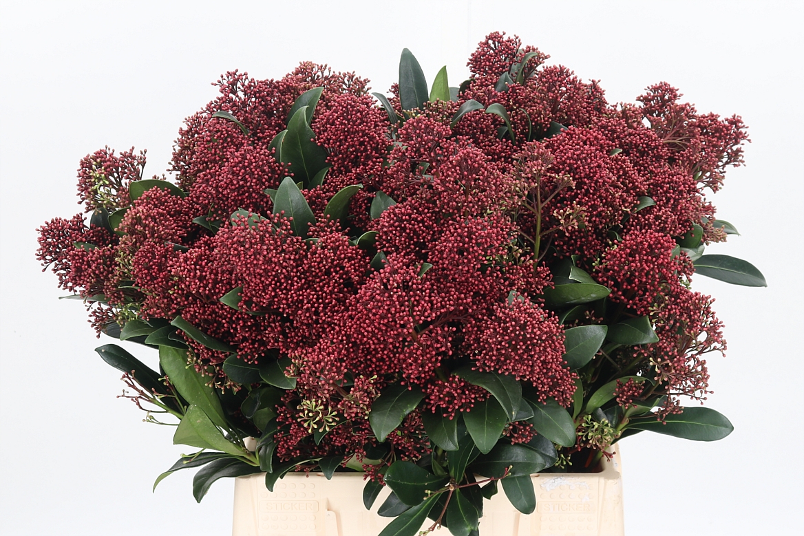 Skimmia Japonica Rubella Per Bunch 45cm