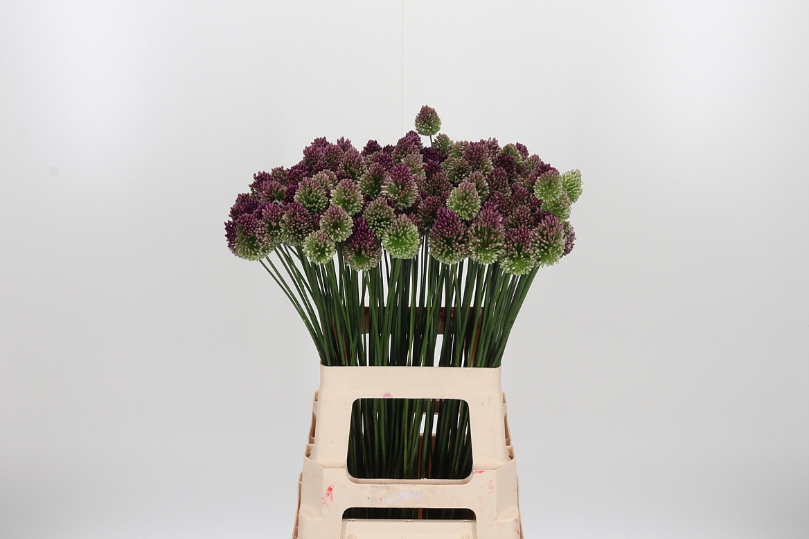 Allium Sphaerocephal 65cm