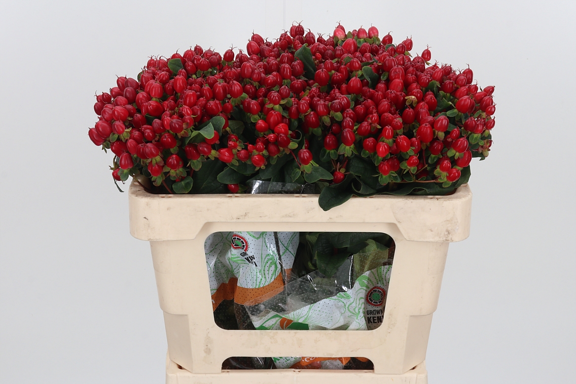 Hypericum Magical Sparkle 50cm