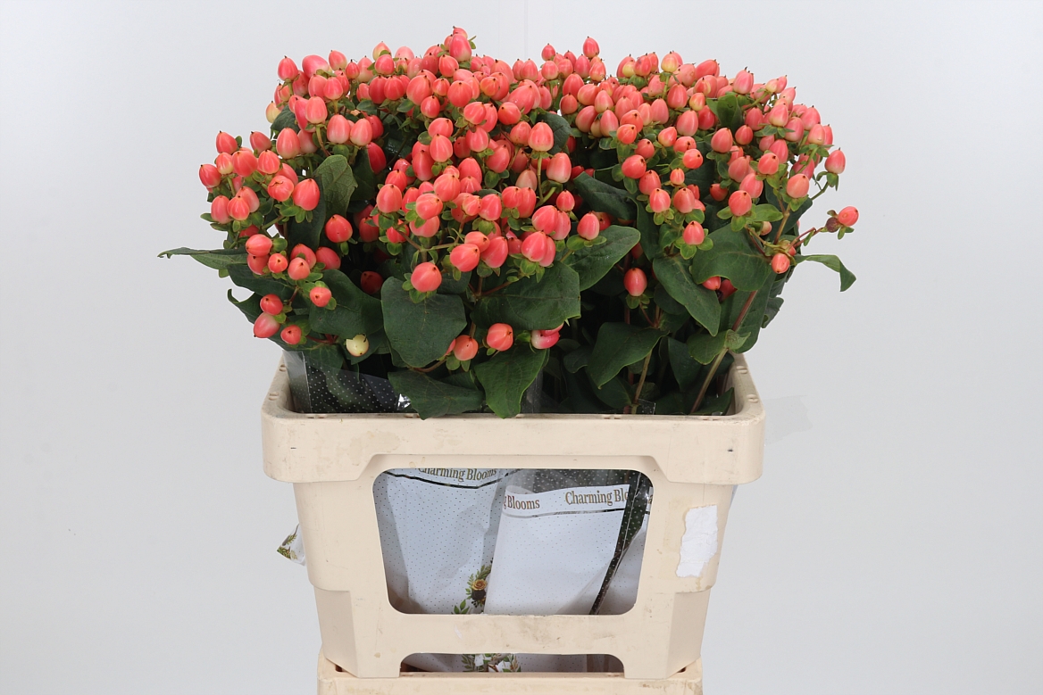 Hypericum Magical Royal Princess 60cm