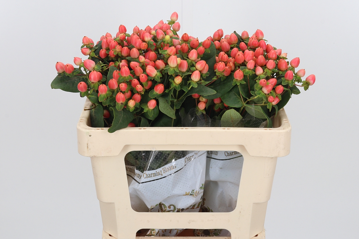 Hypericum Magical Royal Princess 50cm