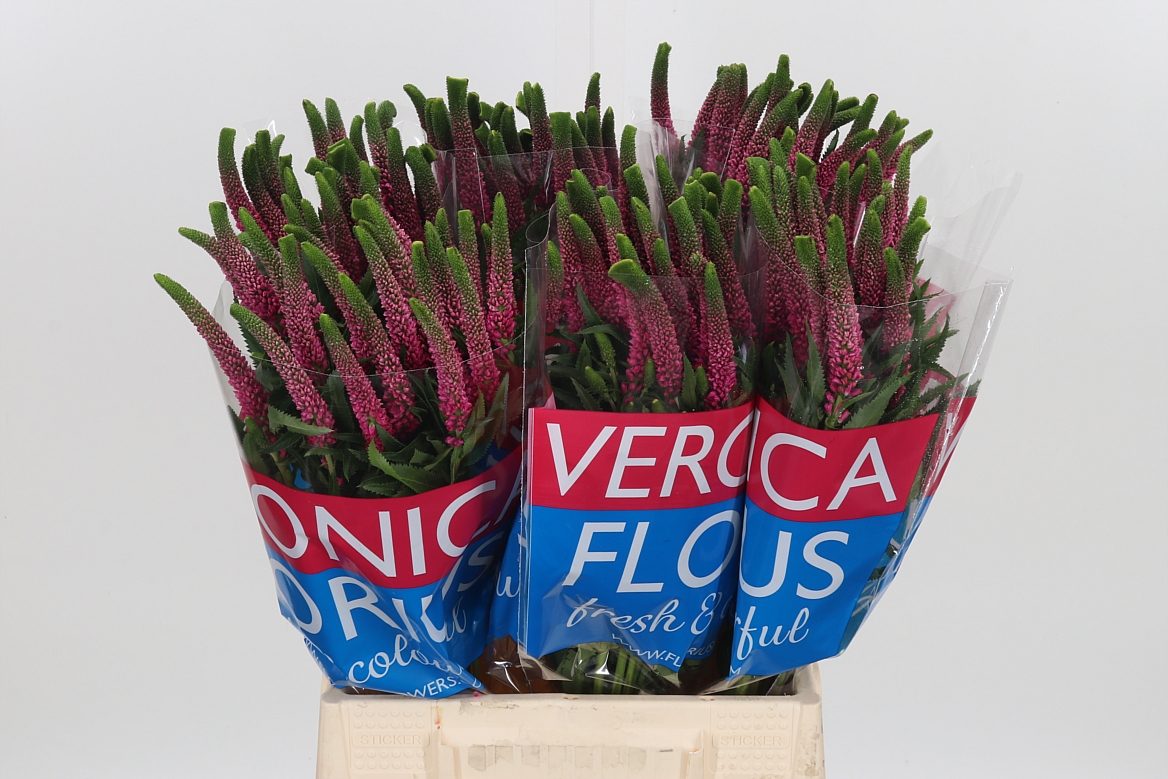 Veronica Smart Iselle 50cm