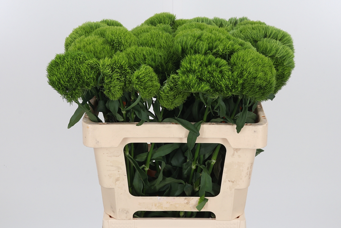Dianthus Barb Kiwi Mellow 55cm
