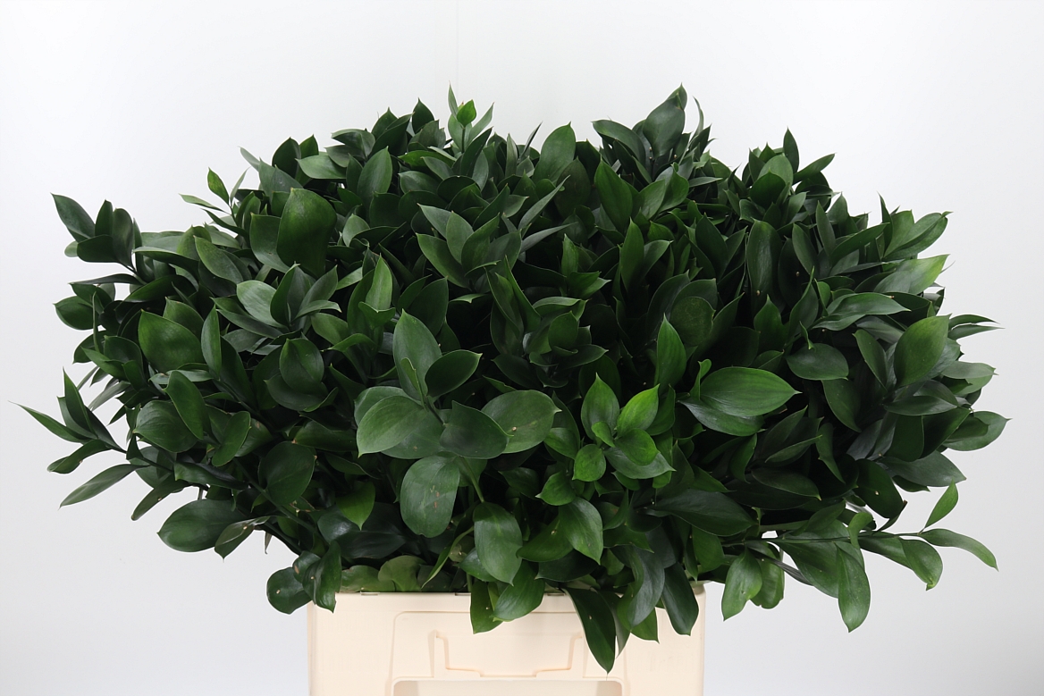 Ruscus Hypophyllum 70cm