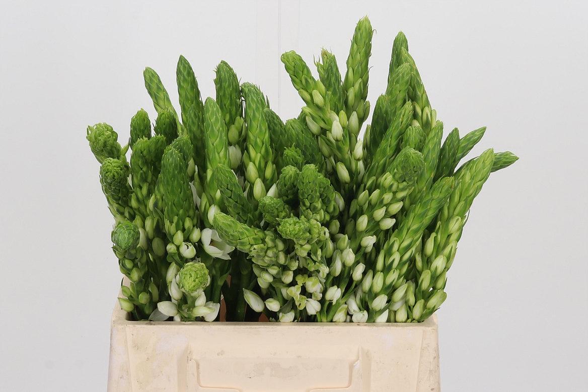 Ornithogalum Thyrsoides Milky Way 40cm