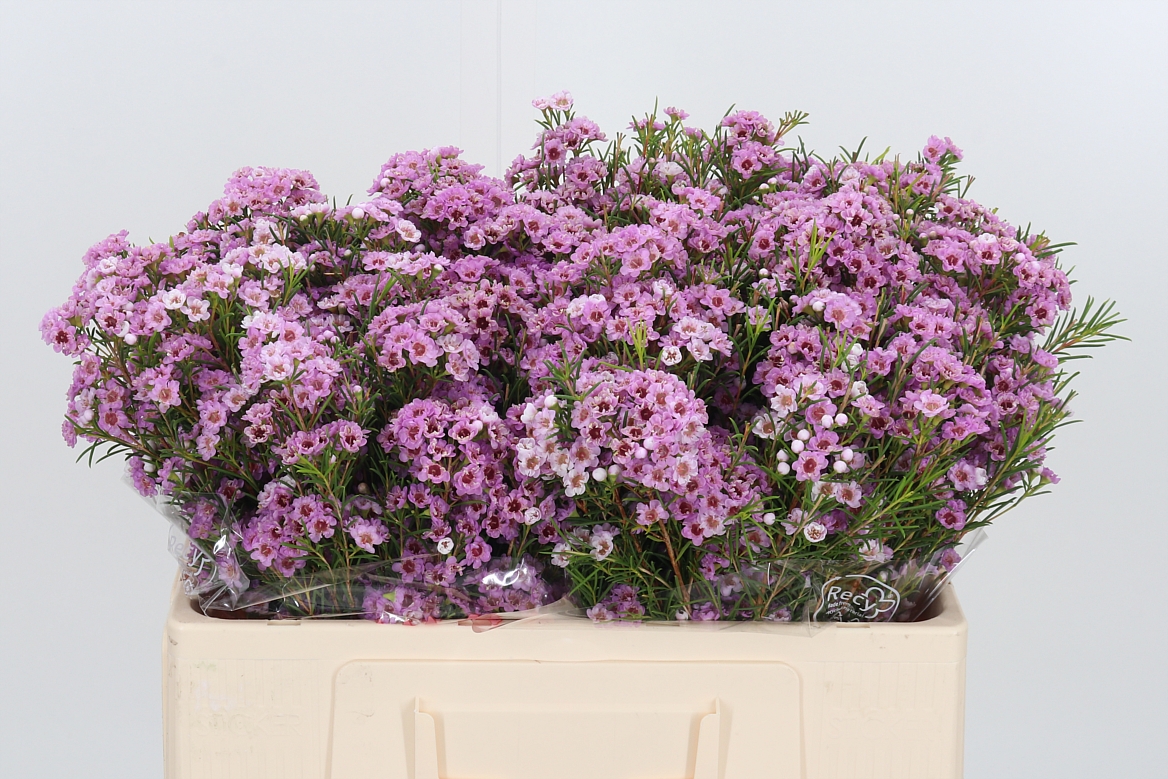 Chamelaucium Giselle 50cm 20gr.