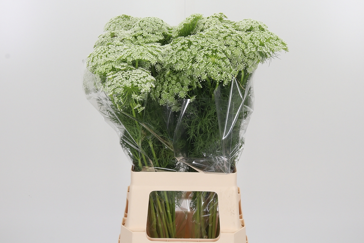 Ammi Visnaga Casablanca 70cm