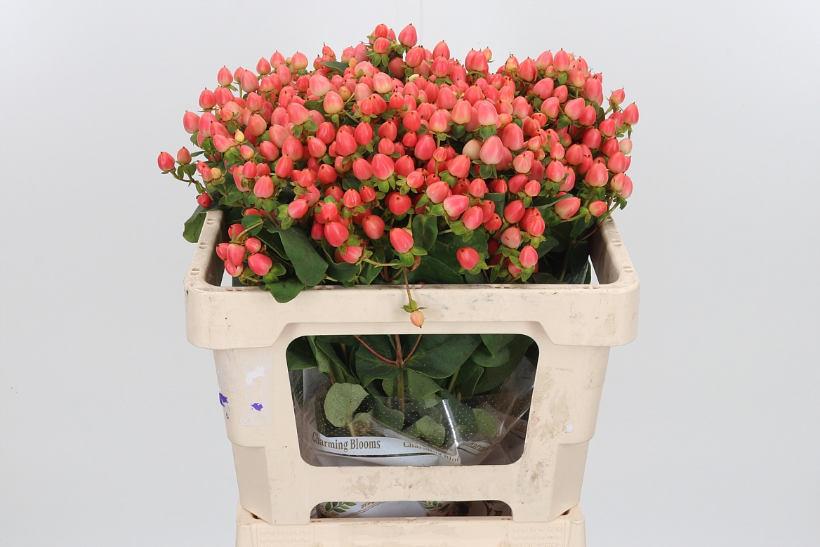 Hypericum Magical Royal Princess 50cm