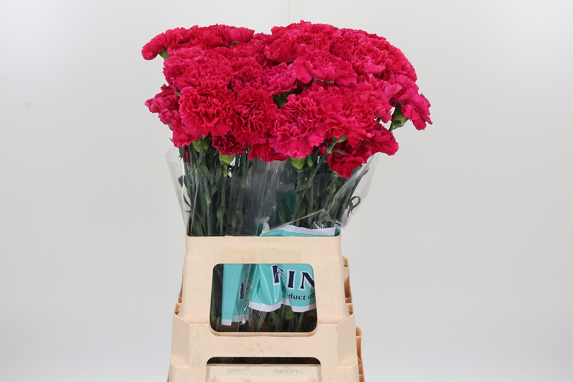 Dianthus Single Händel 70cm