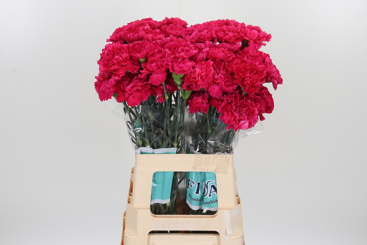 Dianthus Single Händel 65cm