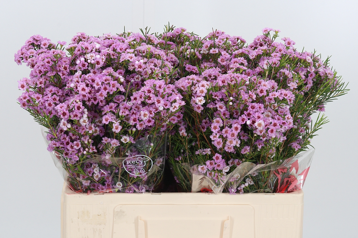 Chamelaucium Giselle 50cm 20gr.