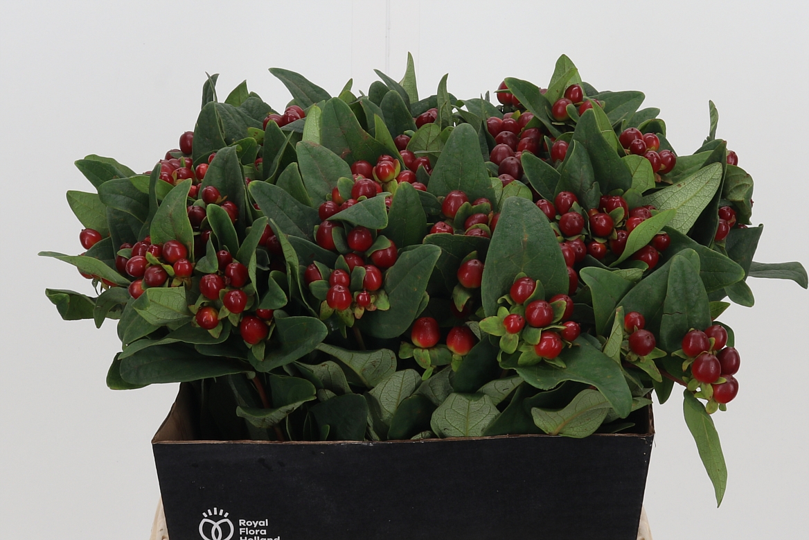 Hypericum Pacific Brown 40cm