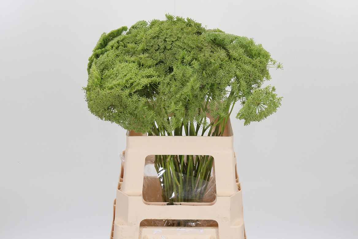 Ammi Visnaga Green Mist 60cm